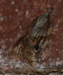 Platynota idaeusalis