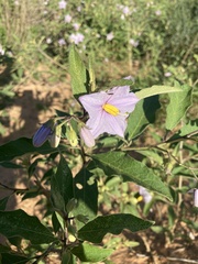 Solanum campylacanthum