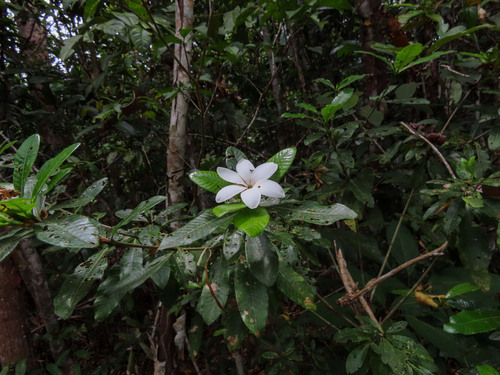 Star Flower (Gardenia scabrella)