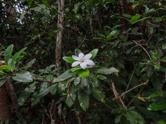 Gardenia scabrella