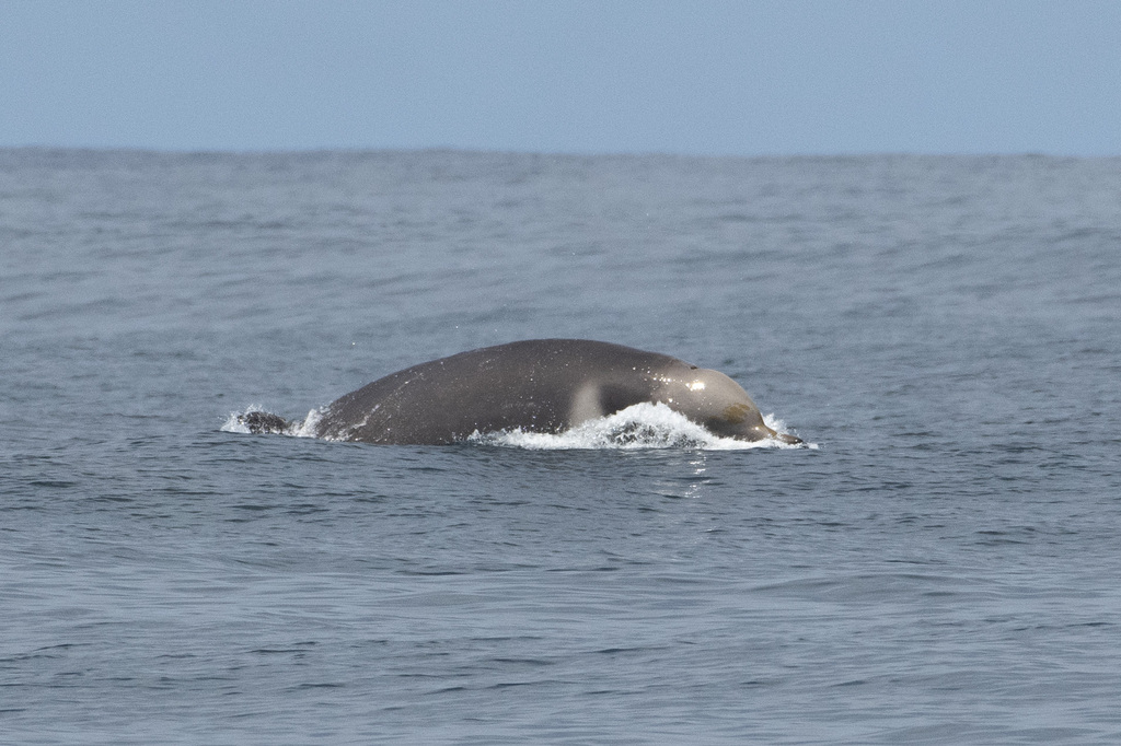 Shepherd's Beaked Whale
