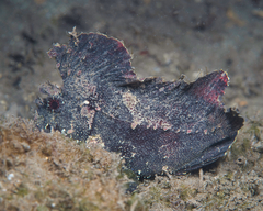 Taenianotus triacanthus