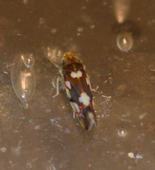 Erythroneura elegans