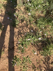 Solanum campylacanthum