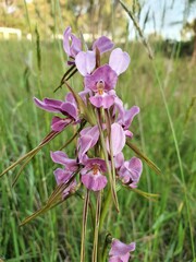 Diuris punctata