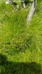 Isolepis