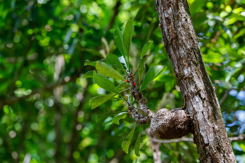 Myrmecodia tuberosa, photograph 5