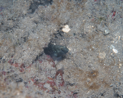 Asterropteryx semipunctata