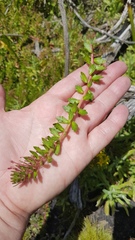 Laurembergia repens