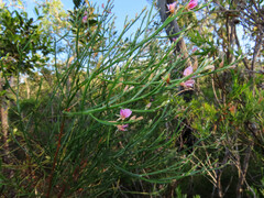 Jacksonia thesioides