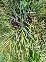 Aciphylla scott-thomsonii