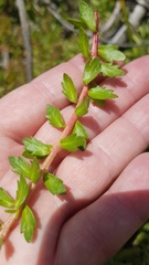 Laurembergia repens