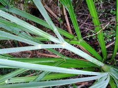 Aciphylla scott-thomsonii