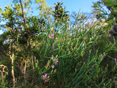 Jacksonia thesioides