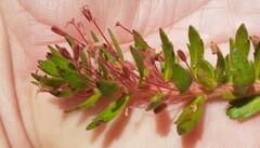 Laurembergia repens