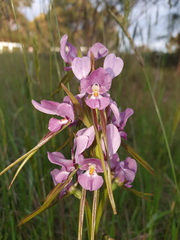 Diuris punctata