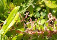 Laurembergia repens