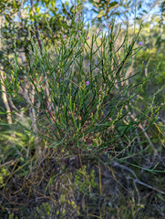 Jacksonia thesioides