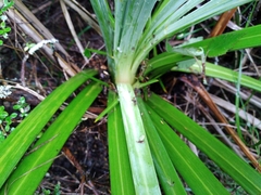 Aciphylla scott-thomsonii