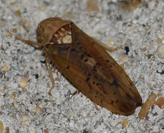 Ponana quadralaba