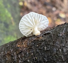 Oudemansiella australis