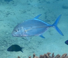 Caranx melampygus