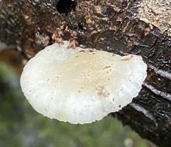 Oudemansiella australis