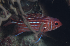 Sargocentron cornutum