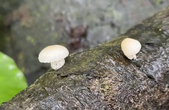 Oudemansiella australis