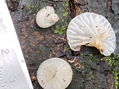 Oudemansiella australis
