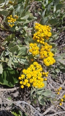 Senecio halimifolius