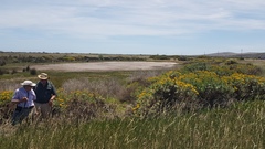 Senecio halimifolius