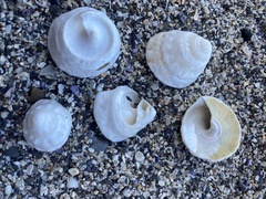 Astralium tentoriiforme