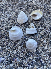 Astralium tentoriiforme