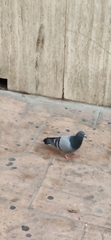 Columba livia domestica