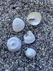 Astralium tentoriiforme
