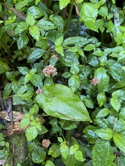 Lecanthus peduncularis