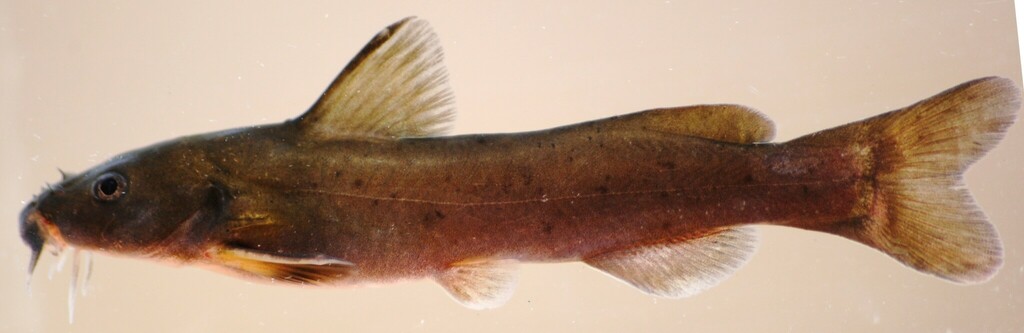 Rock Catfish