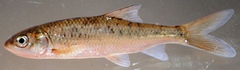 Labeobarbus aeneus