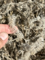 Phacelia tanacetifolia