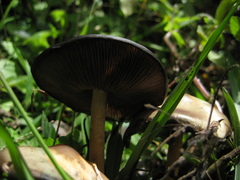 Psilocybe caerulescens
