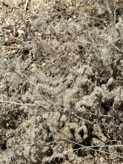 Phacelia tanacetifolia