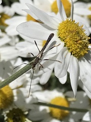 Enchoptera apicalis