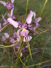 Diuris punctata