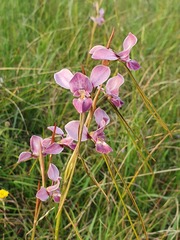 Diuris punctata