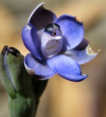 Thelymitra cyanapicata