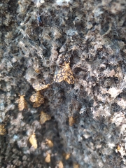 Tumicla sagenaria