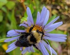 Bombus flavidus flavidus