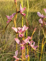 Diuris punctata