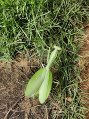 Hierodula membranacea